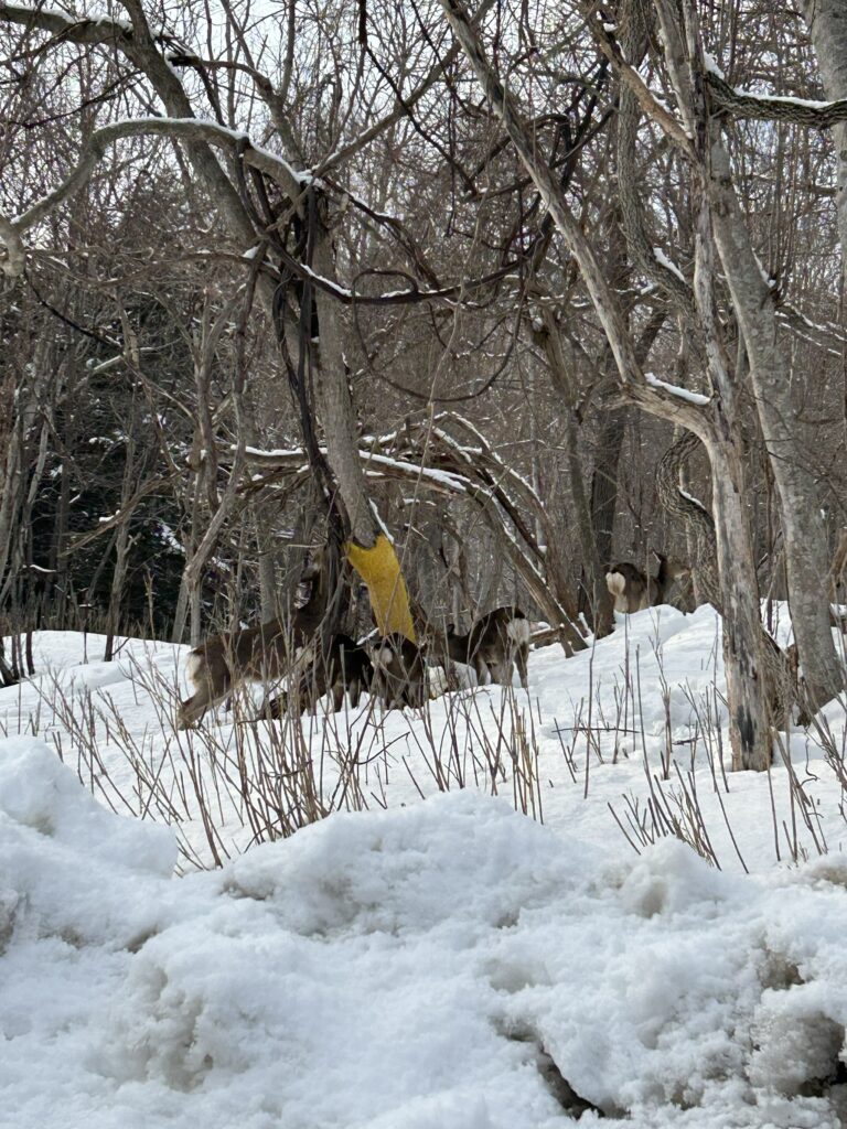 丸駒温泉周辺で見かけた野生のエゾシカ 子連れ北海道旅行の思い出